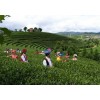普洱市茶叶生产总产值突破６０亿大关