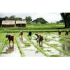 缅甸10年后或成世界五大稻米生产国之一(图)